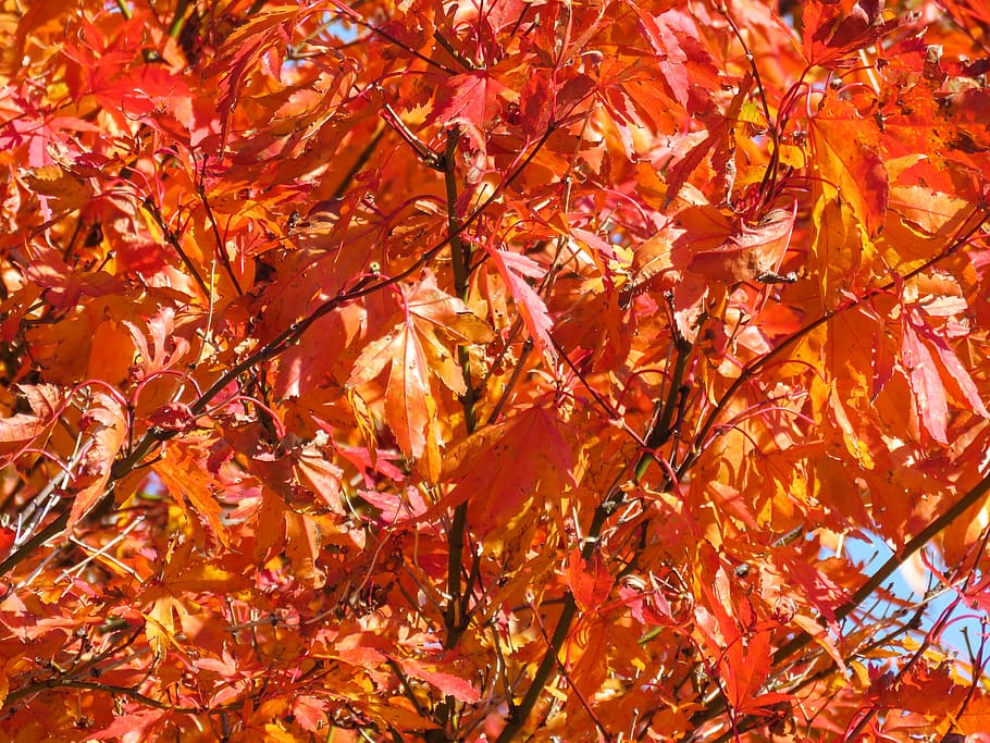 red leafed tree, orange, mapple, leafs, leaves, autumn, change HD wallpaper