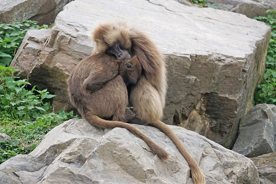 primates, dscheladas, pair, cold, warm, animal wildlife, animals in the wild HD wallpaper