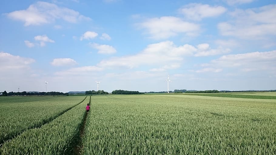 field, wheat, germany, landscape, agriculture, rural scene HD wallpaper