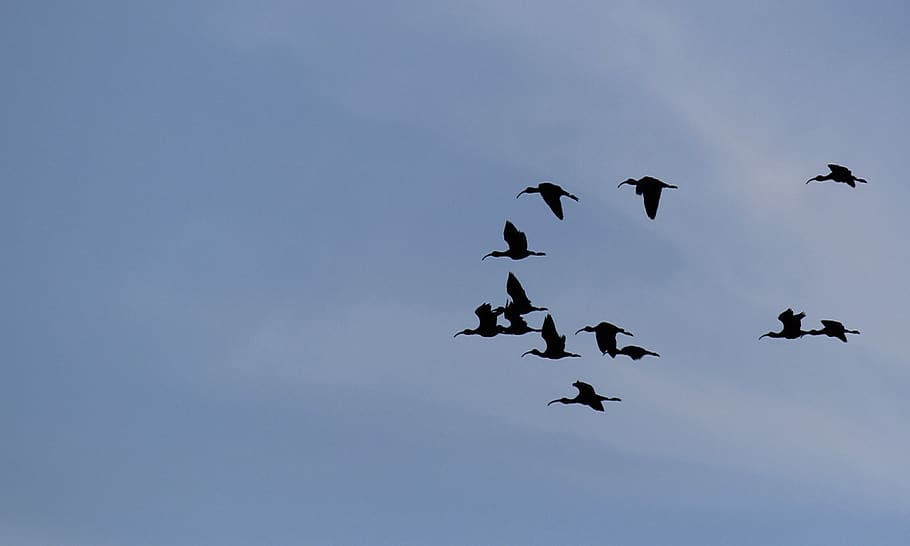 birds, sky, flying, clouds, flight, pen, vertebrate, animals in the wild HD wallpaper