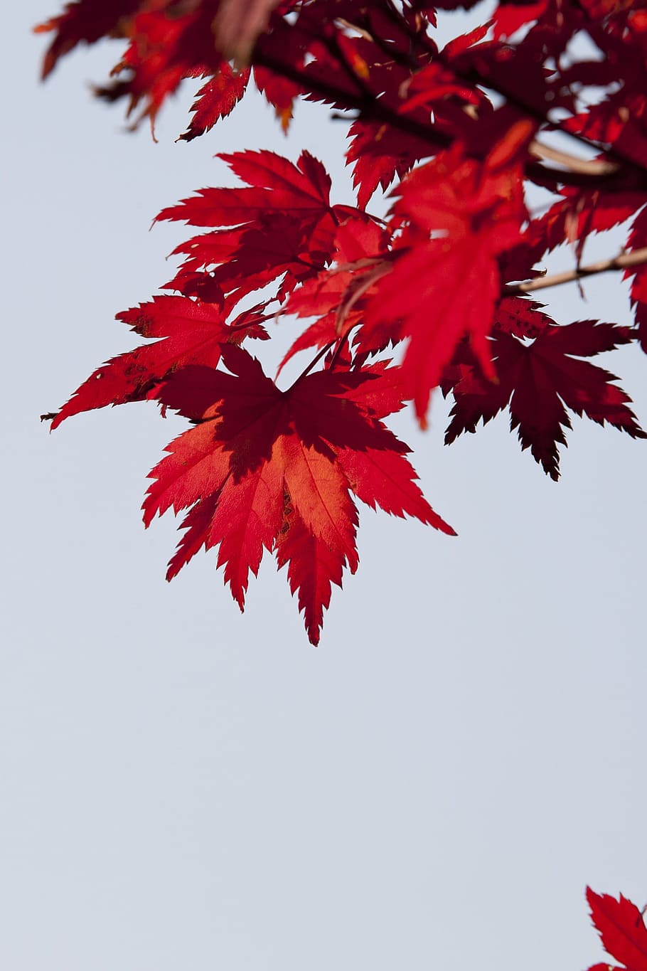 autumn leaves, red, nature, the leaves, landscape, seoul, wood, HD wallpaper
