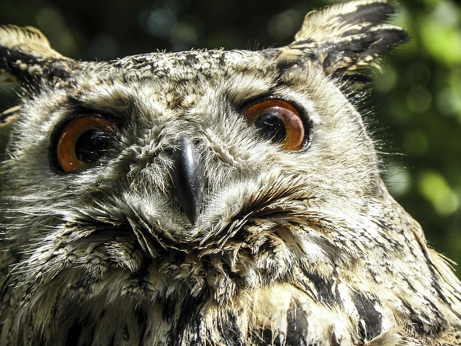 owl, bird, eagle owl, feather, nocturnal, forest, plumage, birds HD wallpaper