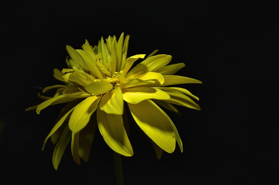 yellow, flower, nature, flowering plant, studio shot, beauty in nature HD wallpaper