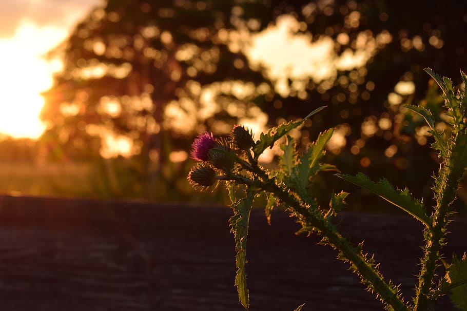 Evening, Back Light, Thistle, Sunset, mood, dusk, romantic HD wallpaper