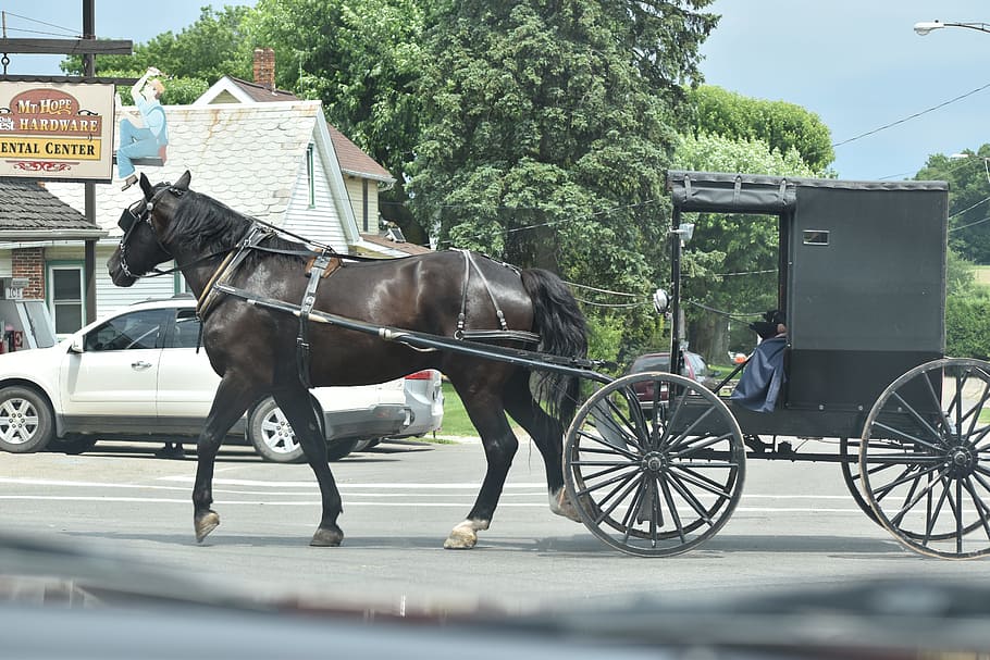 Amish, Buggy, Ohio, amish buggy, transportation, animal, domestic animals HD wallpaper