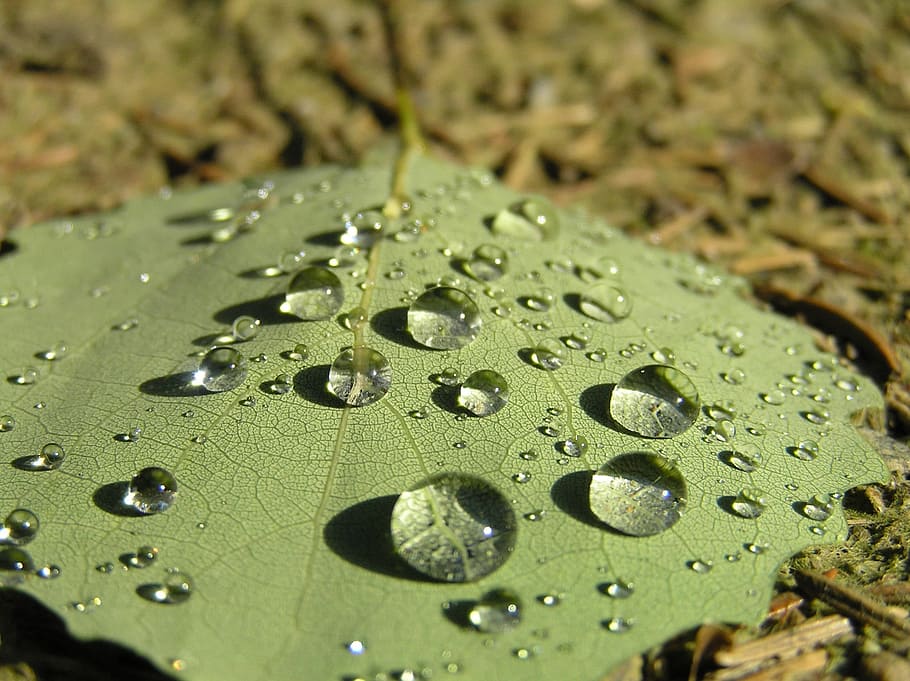 drops, sheet, macro, dew, nature, water, raindrop, raindrops HD wallpaper