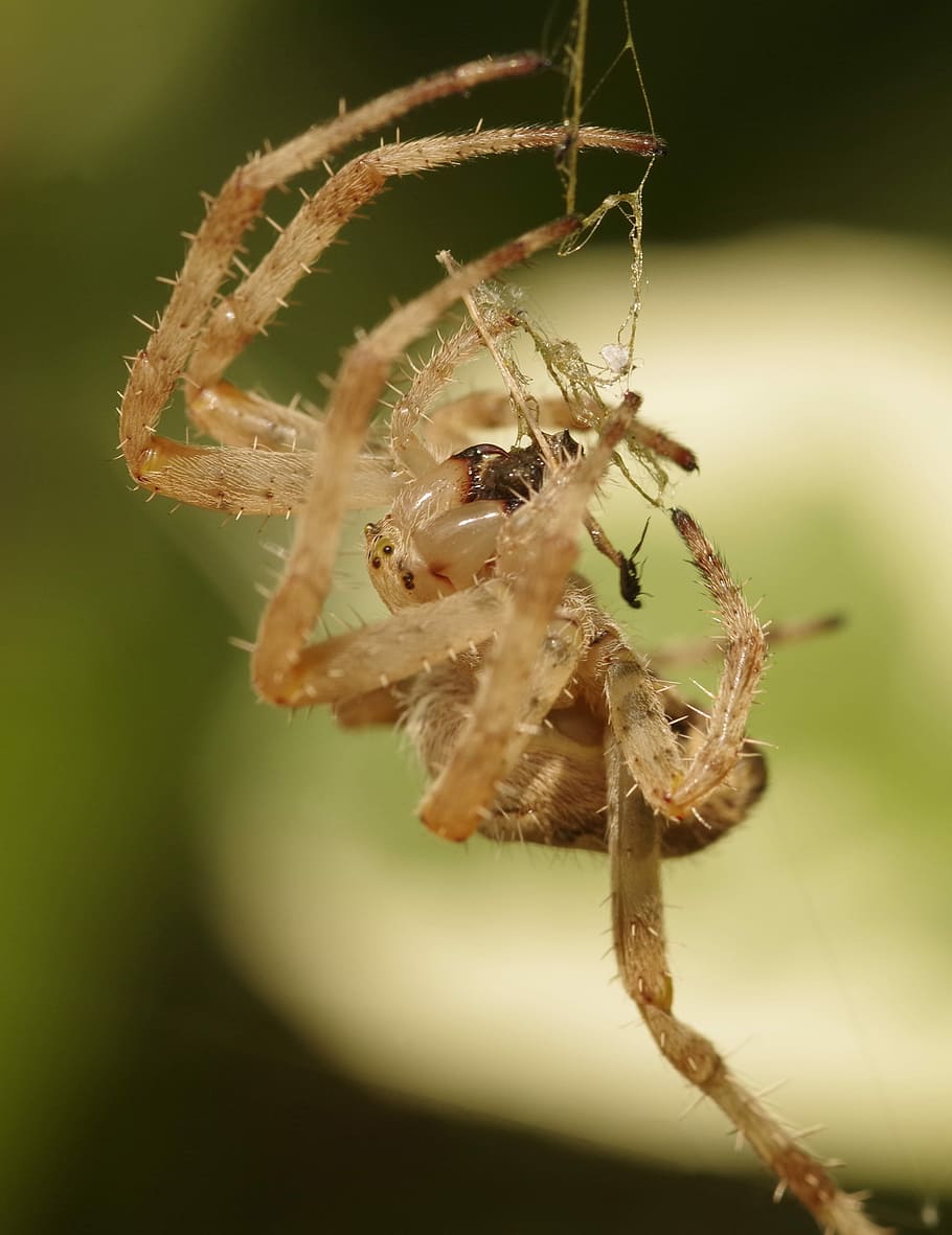 Garden Spider, Crowned Orb Weaver, cross spider, diadem spider, HD wallpaper