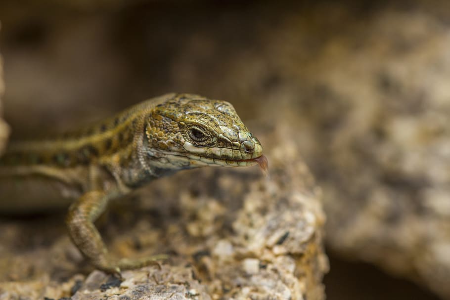 Nature, Animals, Lizard, Salamander, macro, one animal, reptile HD wallpaper