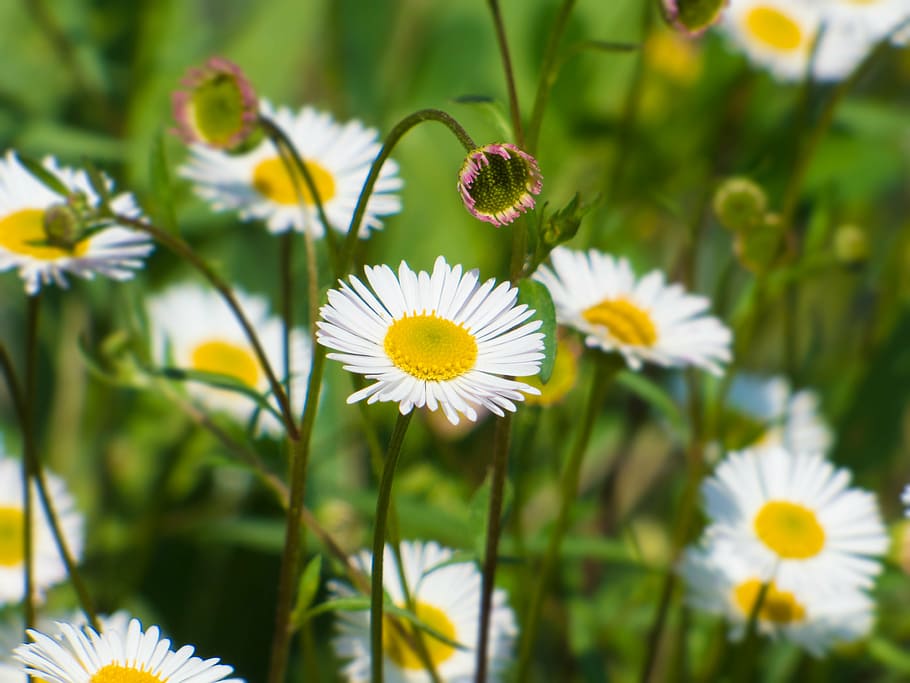 daisies, flower, spring, spring flowers, nature, garden, bellis HD wallpaper