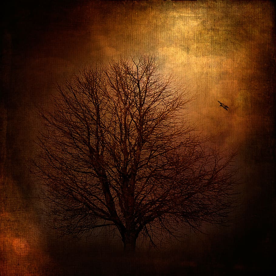 landscape, tree, nature, bird, adler, sunset, lighting, painting HD wallpaper