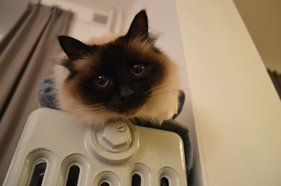 siamese kitten on home appliance, cat, cats, pet, close up, birman, HD wallpaper