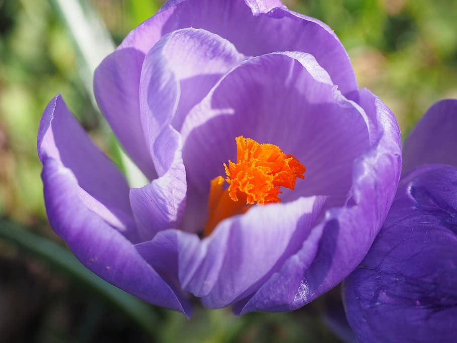 stamens, stamp, crocus, spring, bühen, violet, purple, colorful HD wallpaper