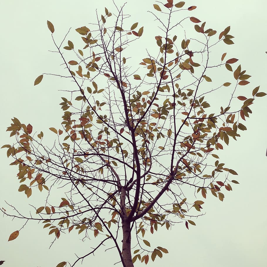 leaf, autumn, tree, plant, sky, growth, flowering plant, low angle view HD wallpaper