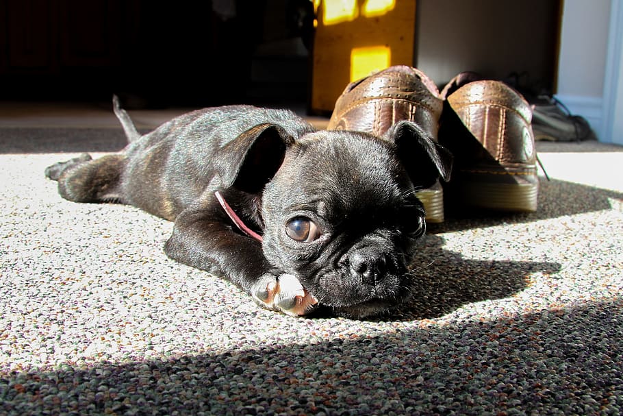 Black pug clearance shoes