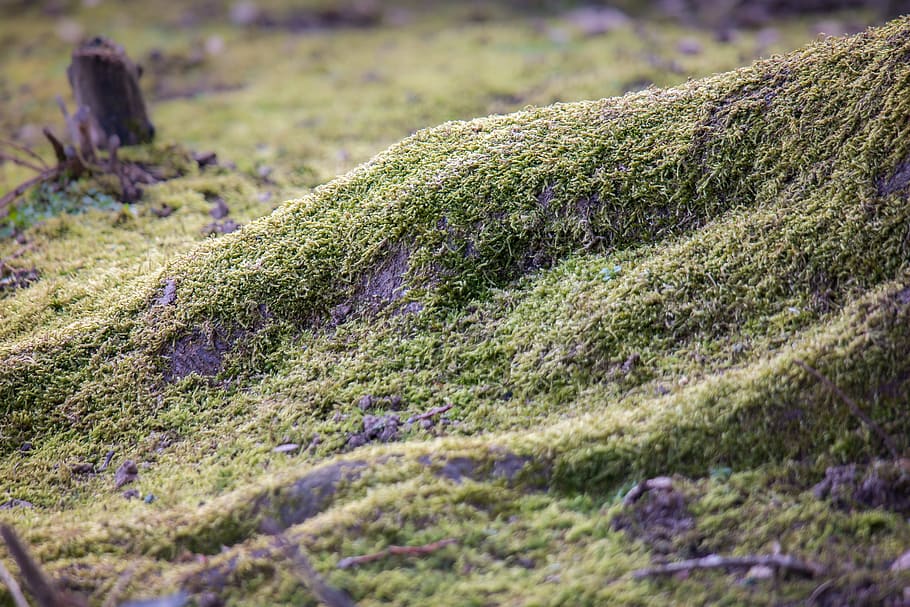 Moss, Tree Root, green, forest, nature, overgrown, root network HD wallpaper