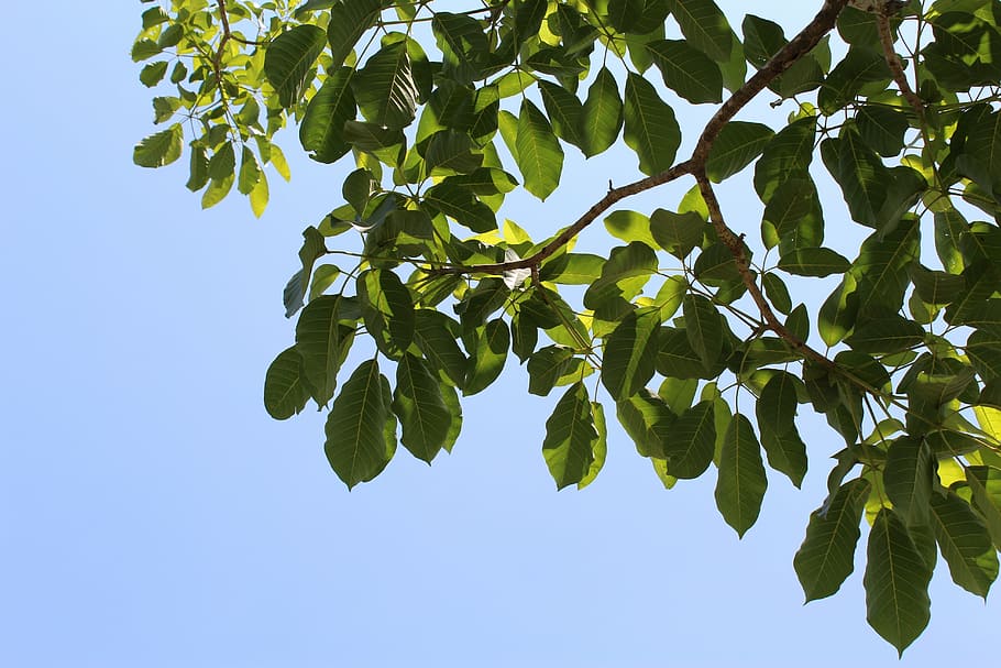 leaves, tree, branches, green, sky, trees, green leaves, plant HD wallpaper