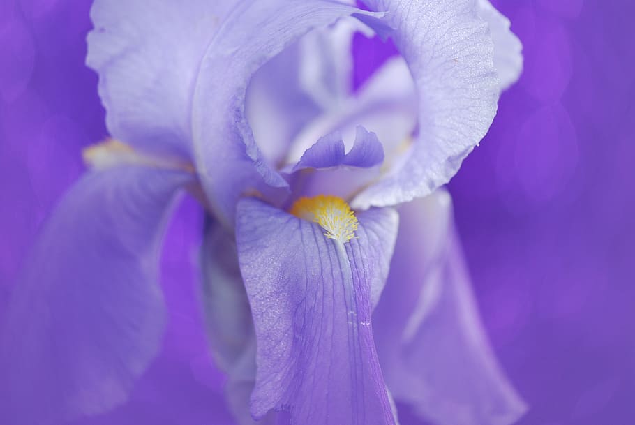 selective focus photography of purple iris flower, blue, nature HD wallpaper
