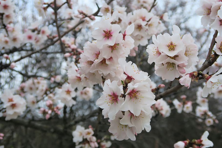 flower, almond, tree, spring, nature, flowering plant, fragility HD wallpaper