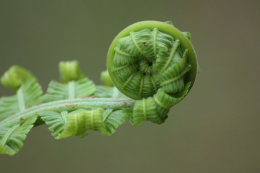 green leaf plant, fern, roll, nature, natural, botanical, organic HD wallpaper