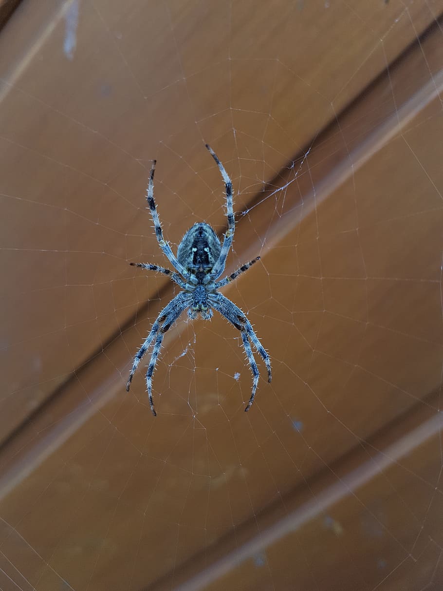 spider, arachnid, insect, cobweb, case, creepy, spider web HD wallpaper