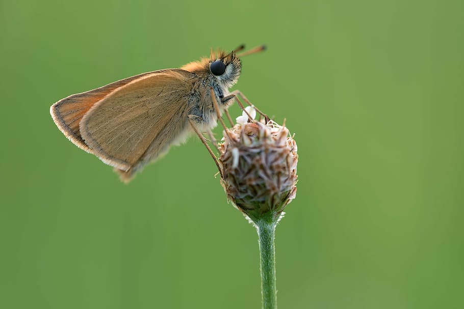 skipper, butterfly, macro, nature, close, insect, animal, animals in the wild HD wallpaper