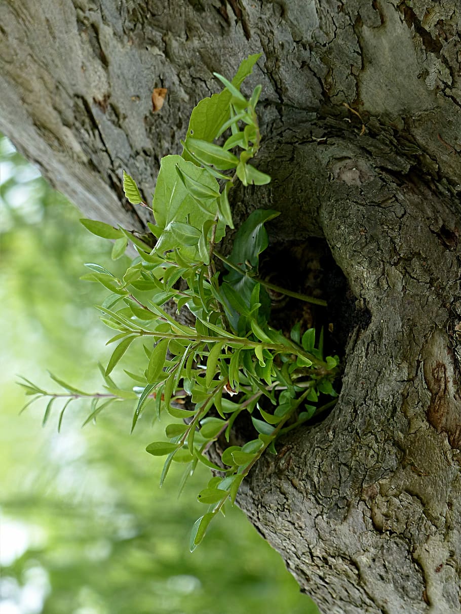 Open tree. Листья диких деревьев. Кора дерева с цветами. Дерево Лог. Дикий горох дерево.