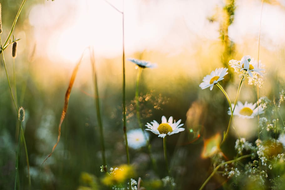 white flowers in shallow focus photography, white daisy flowers macro photography HD wallpaper