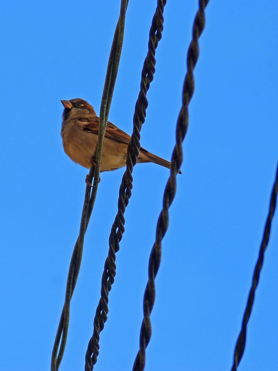 sparrow, sky, cables, blue, low angle view, clear sky, no people HD wallpaper