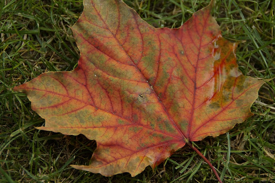leaf, leaves, autumn, maple, maple leaf, colorful, discolored HD wallpaper