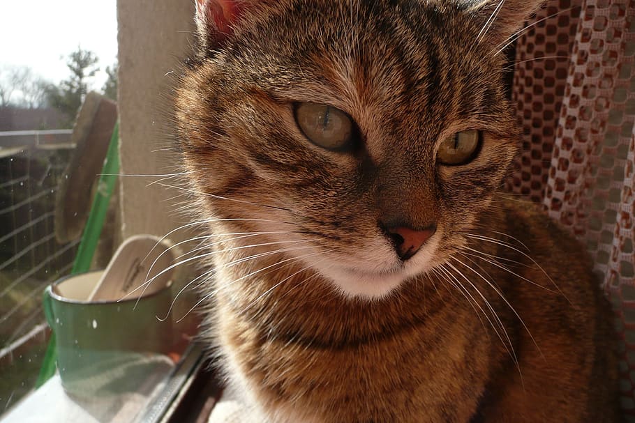 cat, background, animal, pet, domestic, macro, domesticated HD wallpaper