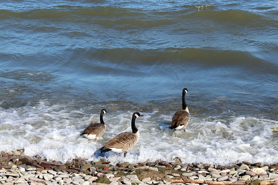 birds, bernikla canadian, wild birds, water, lake, the waves, HD wallpaper