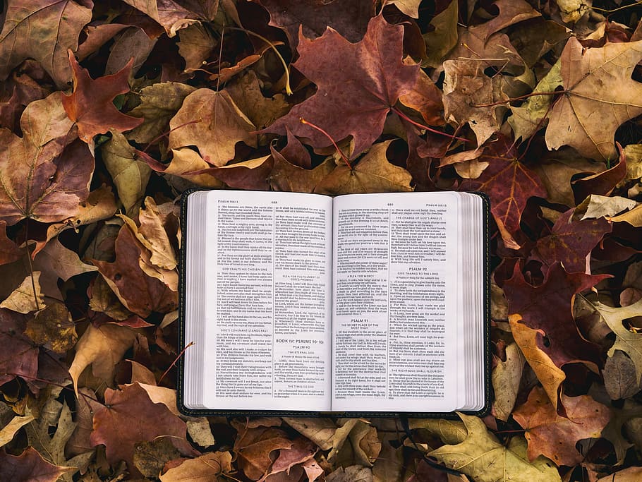 opened white and black book, white labeled book opened on dried brown maple leaves HD wallpaper