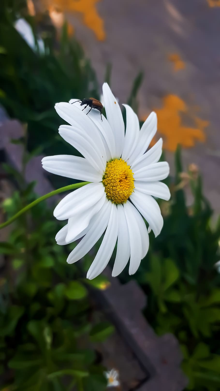 white, bug, flower, mobile, wallpaper, flowering plant, vulnerability HD wallpaper