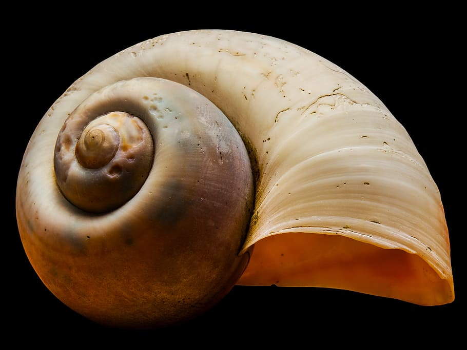 brown sea shell on black surface, snail shell, animal, animal Shell HD wallpaper