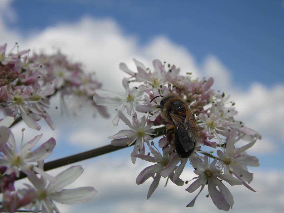 Bee, Clouds, sky, cloudy sky, white cloud, flower, nature, tree HD wallpaper