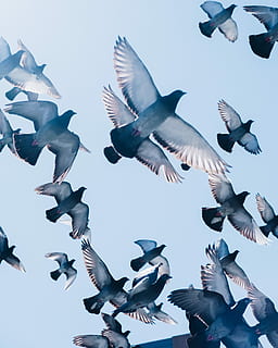 gray pigeons flying under blue sky, flock of birds flying under clear blue sky during daytime HD wallpaper