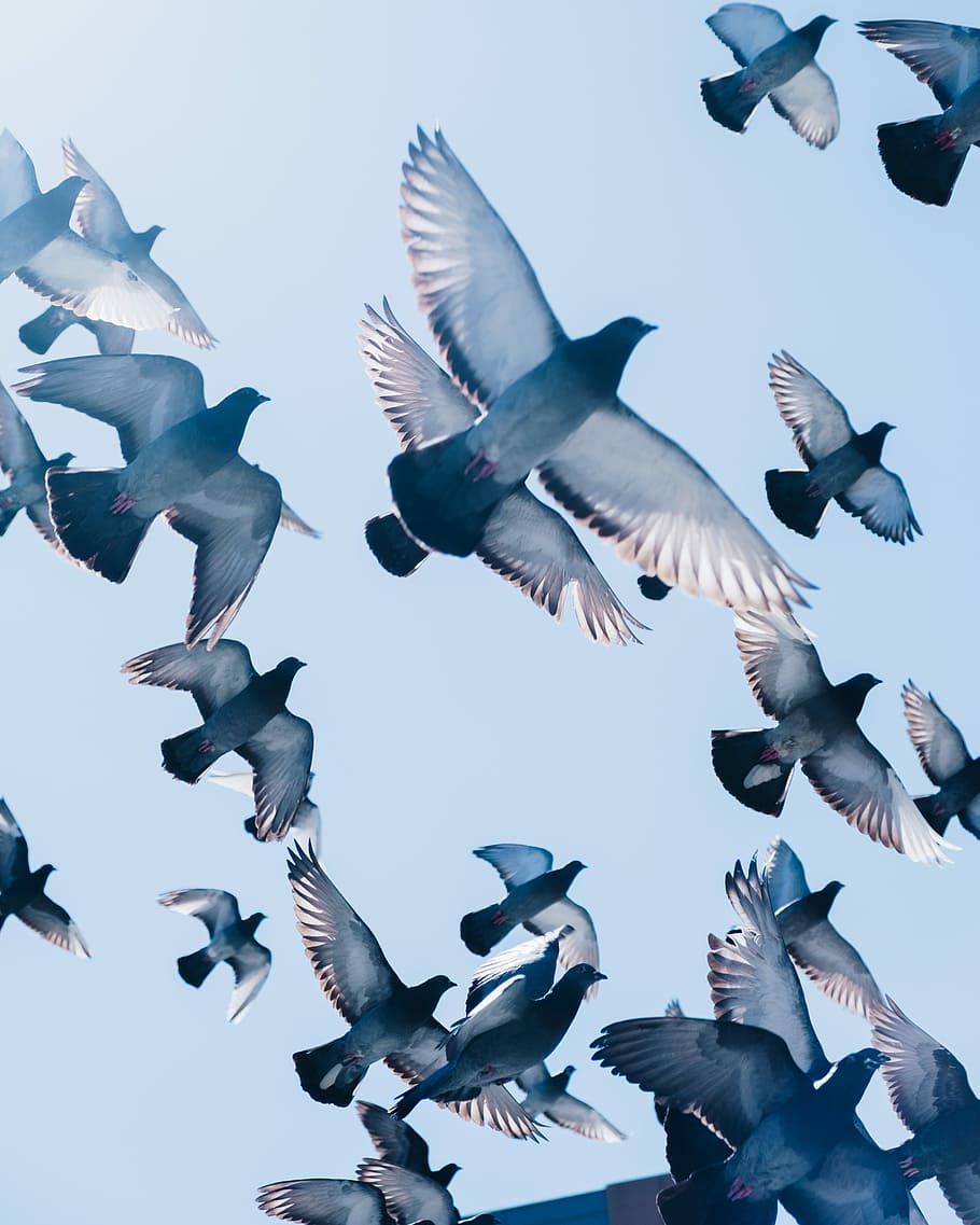 Hd Wallpaper Gray Pigeons Flying Under Blue Sky Flock Of Birds Flying Under Clear Blue Sky During Daytime Wallpaper Flare