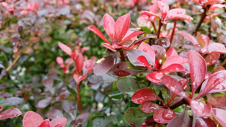 foliage, red, background, red leaf, bush, nature, plant, autumn HD wallpaper