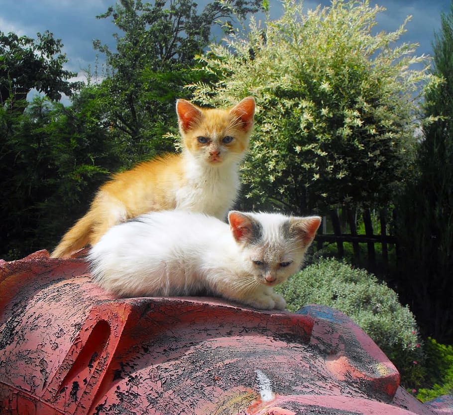 Kittens, Cats, Chicks, White, ryšavá, cat home, animal, domestic Cat HD wallpaper