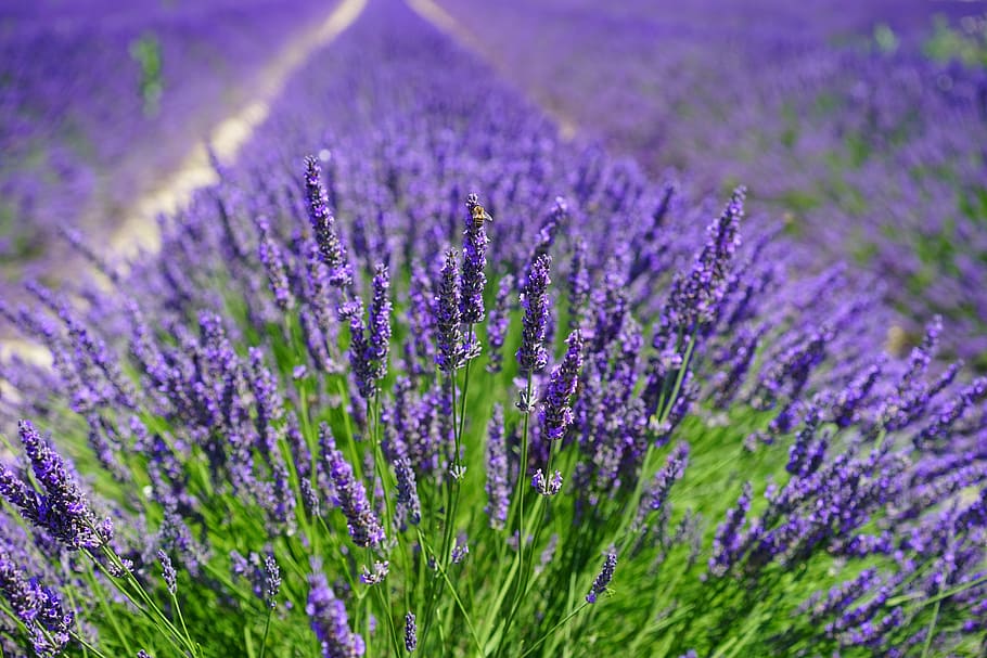 blue lavender field selective-focus photo at daytime, flowers, HD wallpaper