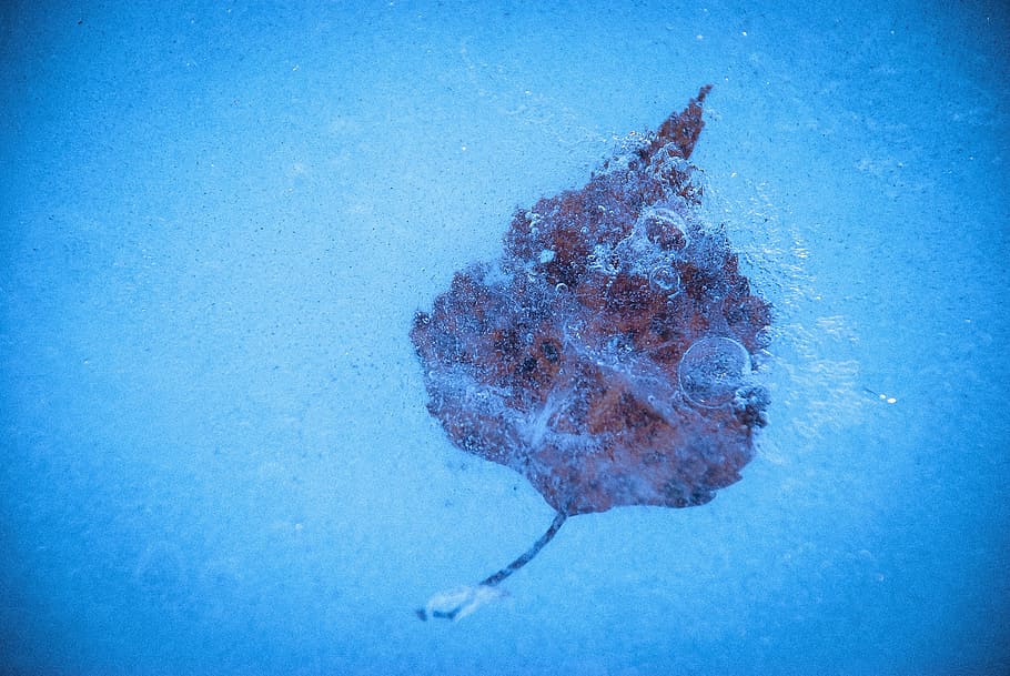 frozen, ice, winter, lief, surface, texture, closeup, water HD wallpaper