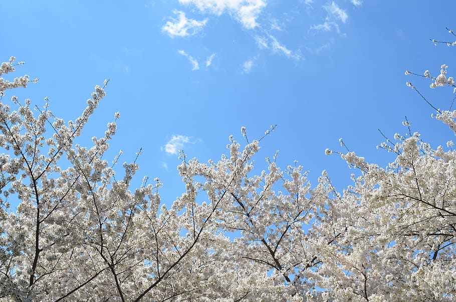 white tree under blue sky, worm's-eyed view of cherry blossom tree HD wallpaper