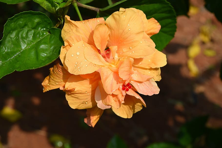 hibiscus rosa-sinensis, flower, golden double, flowering plant, HD wallpaper
