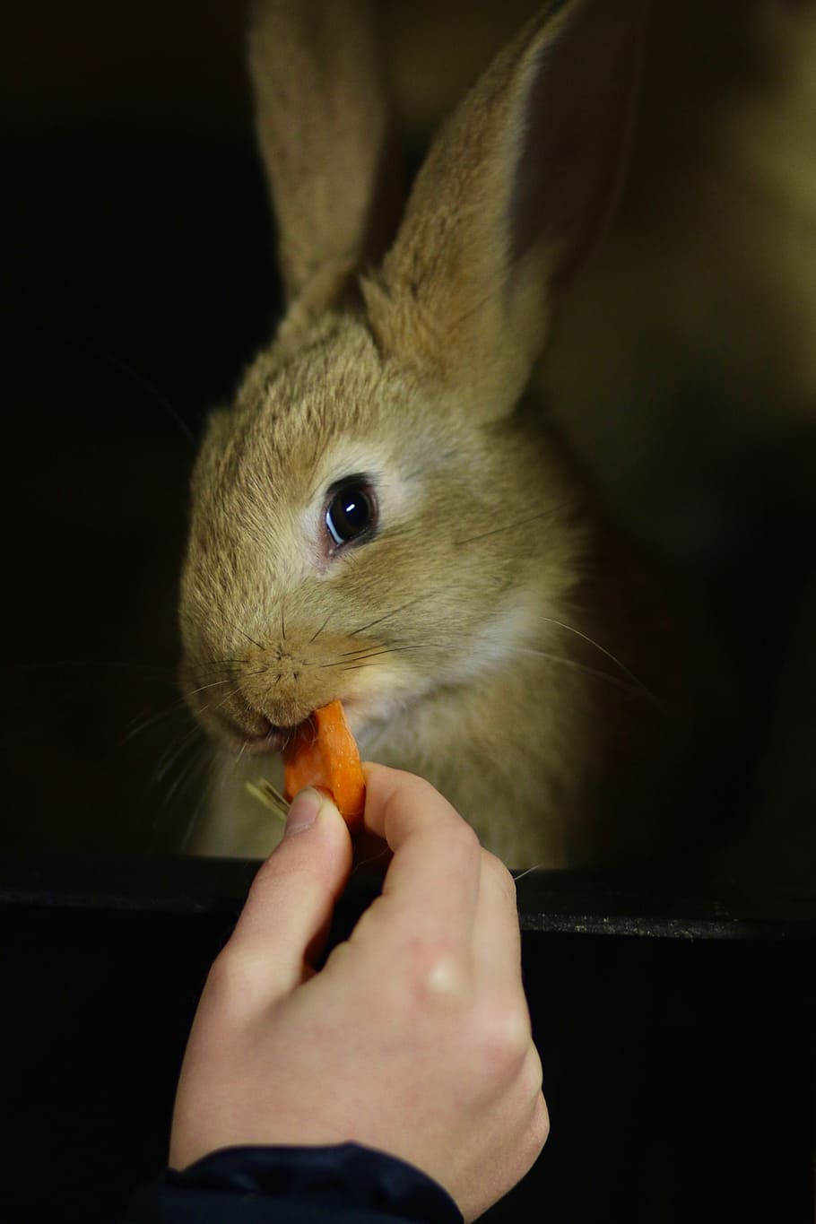 Feeding, Hare, Hand, one animal, animal themes, human hand HD wallpaper