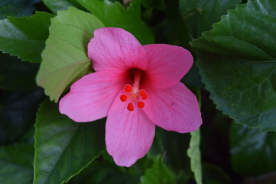 hibiscus rosa-sinensis, flower, magenta, flowering plant, petal HD wallpaper