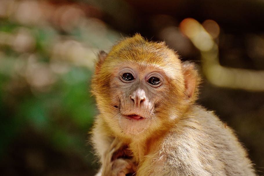 selective focus photography of brown monkey, Barbary Ape, Eat, HD wallpaper