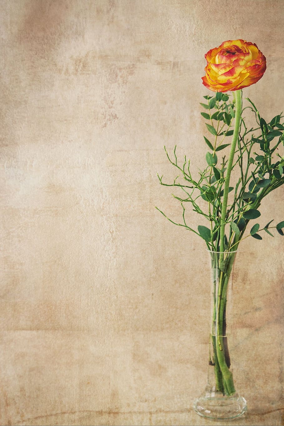 yellow and red flower in clear glass vase, ranunculus, blossom HD wallpaper