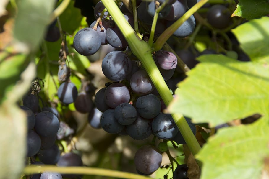grape, grapes, sun, fruit, food, food and drink, healthy eating HD wallpaper