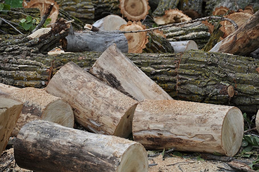 tree, cut, wood, branch, lumber, log, timber, firewood, wood - material HD wallpaper