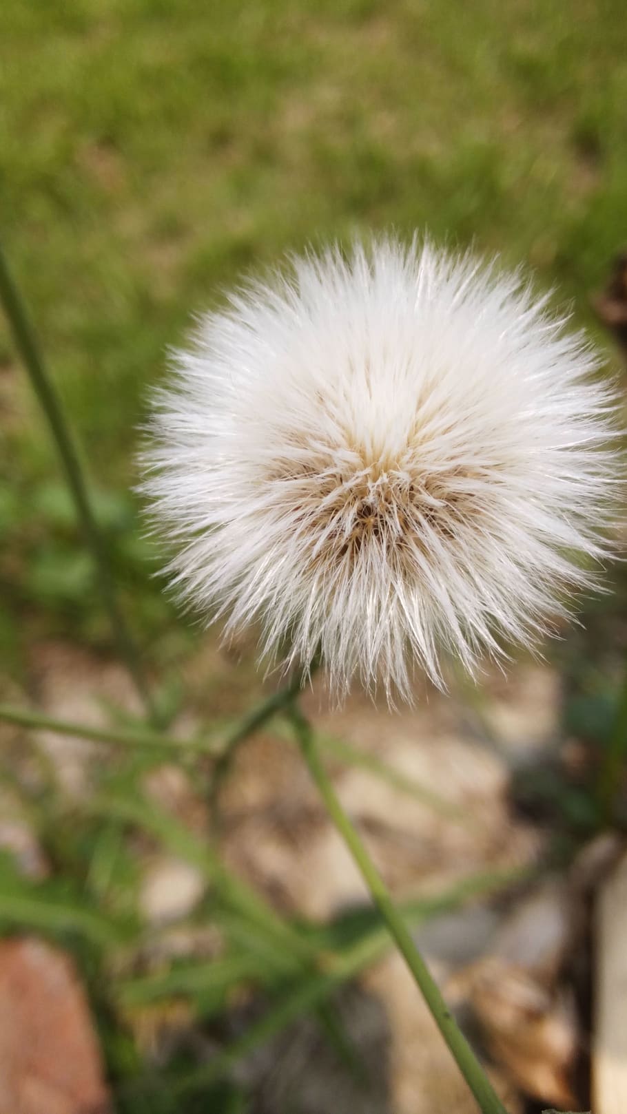 nature, wild, flower, plant, flowering plant, fragility, vulnerability HD wallpaper